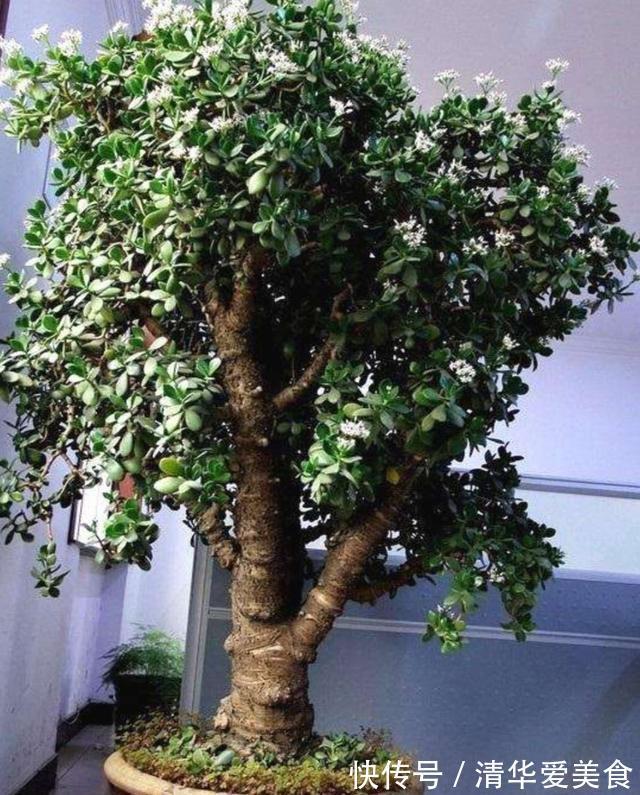 室内想养“大盆镇宅花”,建议从这10种里面选,听名字就很霸气