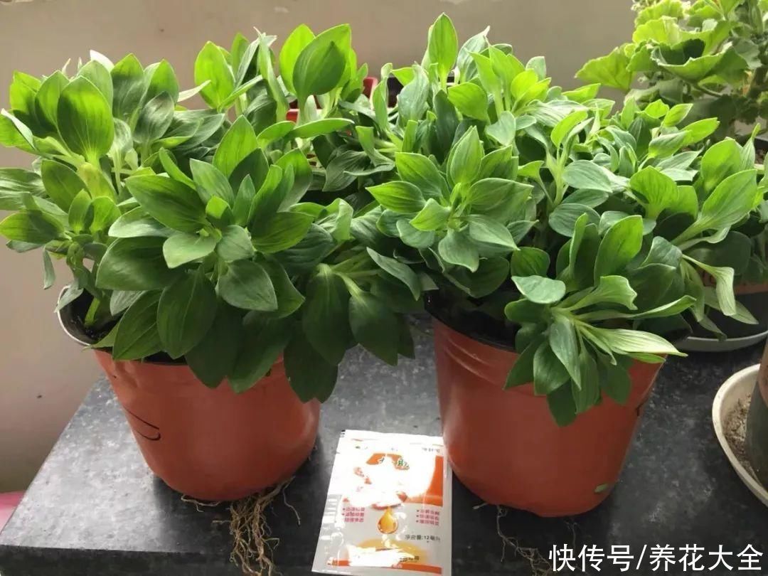 六出花|六出花耐旱好养,猛地一看像百合,花纹别致多彩