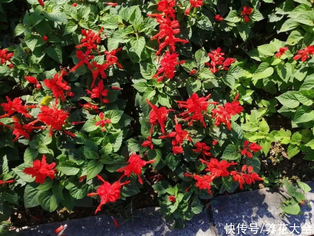 夏天|热不死的花，温度高也不休眠，超级适合夏天