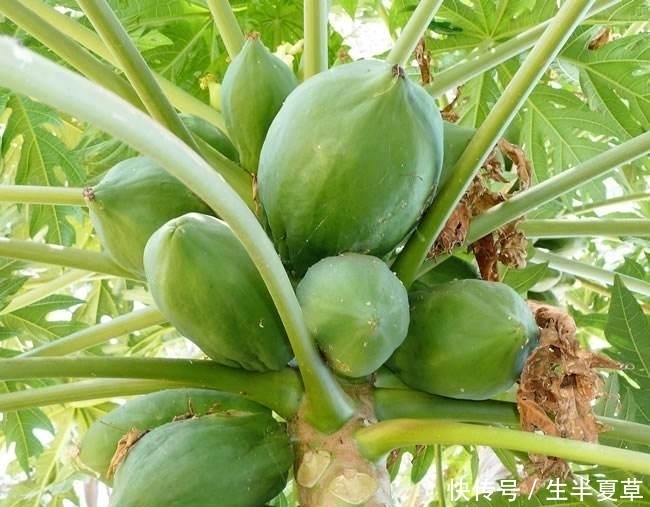 农村这种木瓜,竟然有奇效的美容功效,吃了那么多年都白吃了