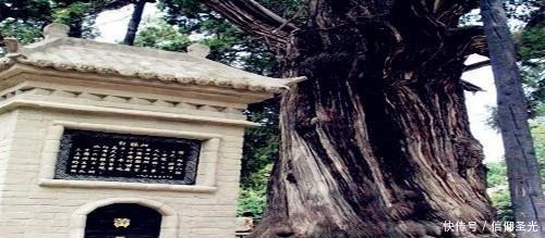 五大|中国五大文化古树 总树龄18800年 少林罗汉树上榜 第1树5000岁!