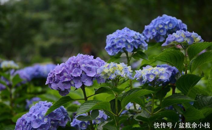 6种耐阴开花两不误的花,冬天养护也简单,开花很亮眼