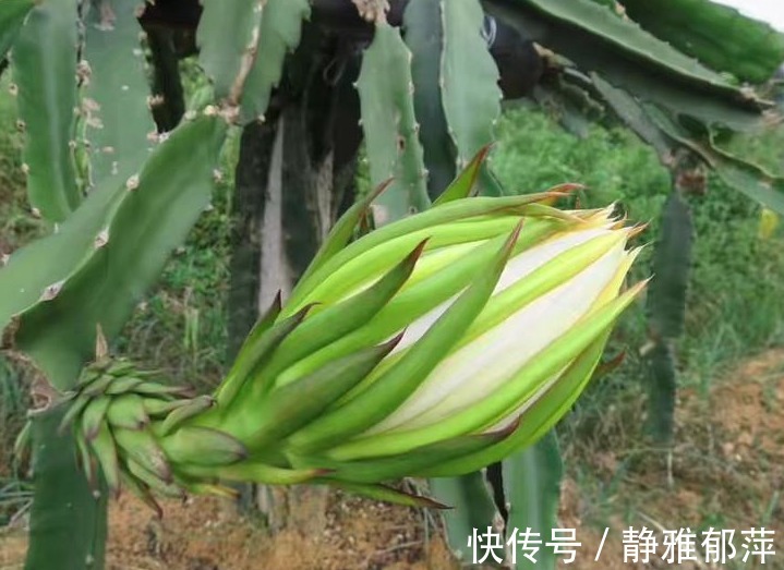 健脾|农村以下几种野菜,美容养颜、健脾除湿,还能提高免疫力