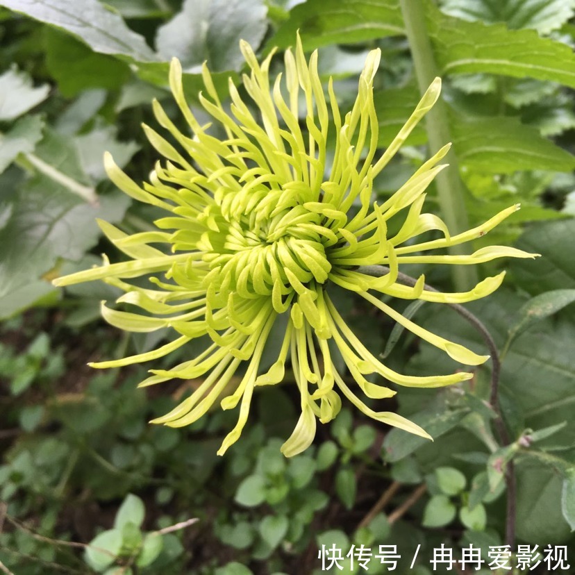 秋季养花大合集，30种花，你想要的我全有！