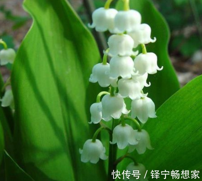 “3种花”很适合阳台养,花香四溢,花朵烂漫迷人,开花一簇簇!