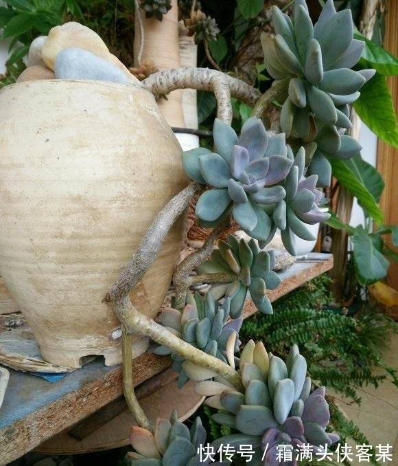 新手|这些价格便宜的多肉,好养,容易出状态,最适合新手花友养