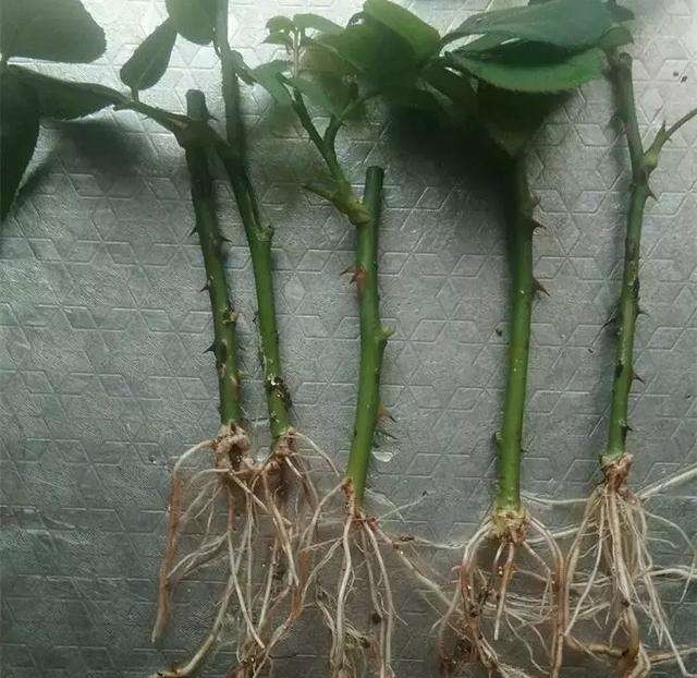 这种扦插神器你都扔了亏大了,赶紧捡回来!