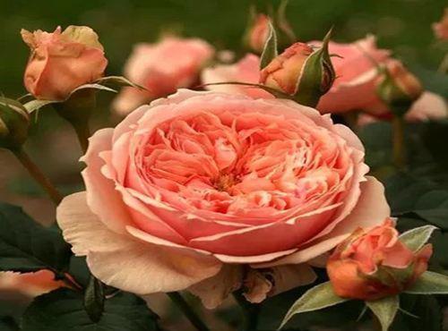 大岩桐|8月5日-8月20日,庭院选这几款花,花型奇特美丽,花开满屋子飘香