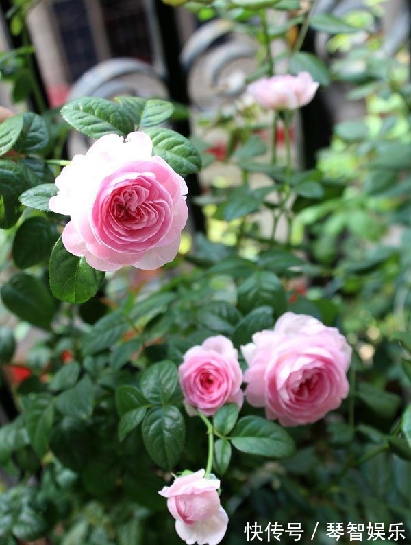 盆栽|最好养的月季花,养护容易,四季开花,可以阳台盆栽,值得入手