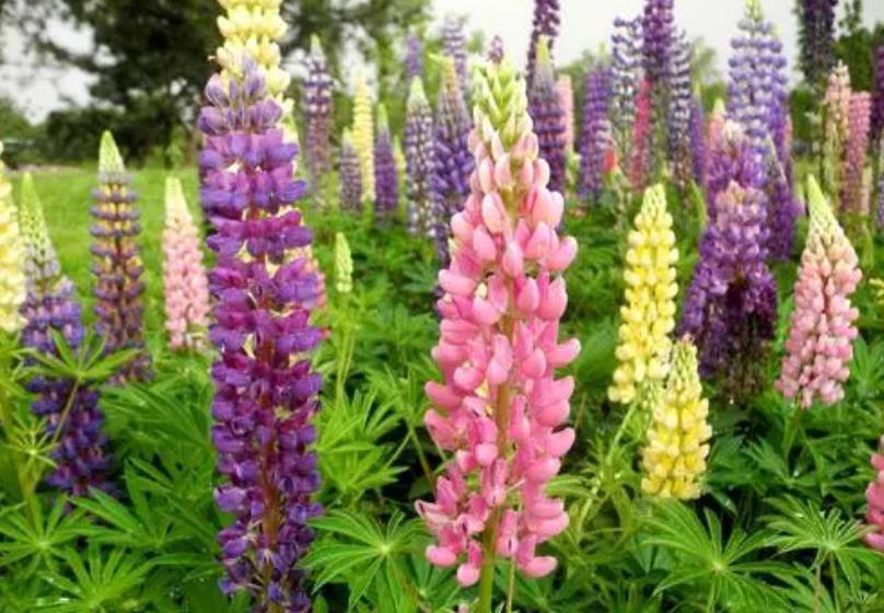 5种“一次性”花,开完赶紧丢了,老手也难养复花,你养过几种?