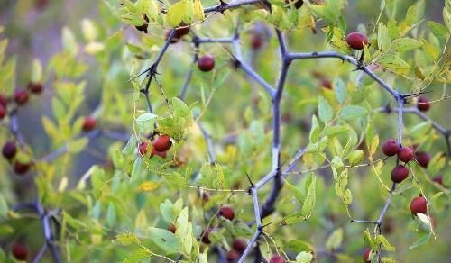 治疗|此物能治疗失眠症状,每天睡前喝一点,或许一觉睡到大天亮