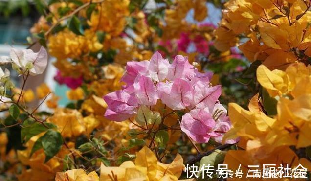 红樱|喜欢养三角梅，不要错过此6个品种，开花真的太勤了