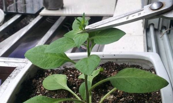 修剪|养花,摘掉多余的花蕾,保证开花的质量和大小