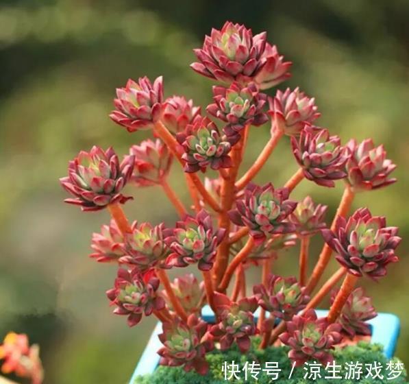 秋天养盆多肉红稚莲,叶片红似火,养成小老桩,美极了