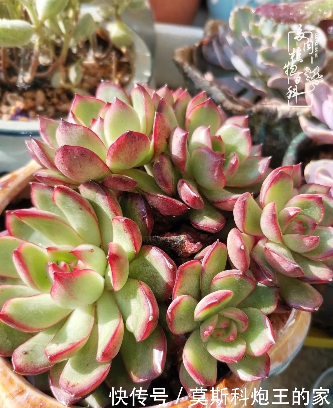 回顾令人难忘的2020年!2021,我定不负美肉不负众望!