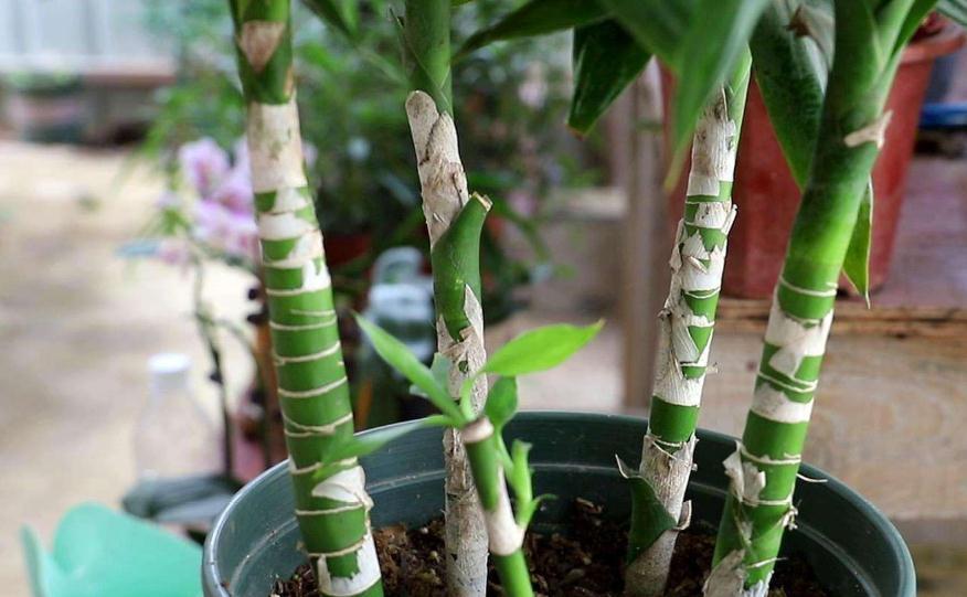 网购狂欢节，3种绿植最受欢迎，大气，上档次，空气特别好