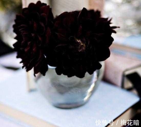 黑色|这个世界上有黑颜色的花吗?