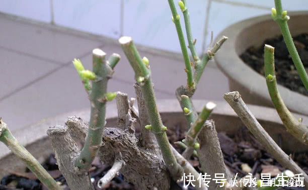 茉莉花最简单的繁殖方法,一个枝条就可以繁殖几棵,一学就会