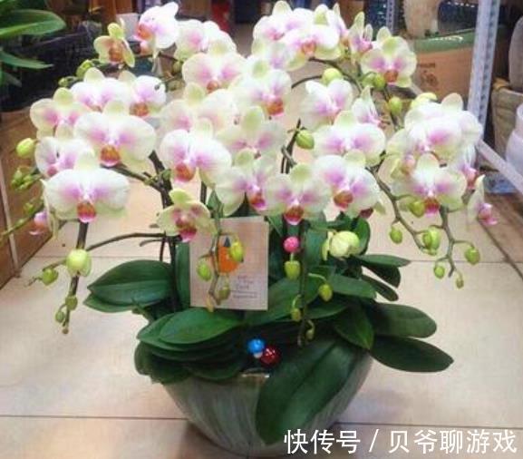 11月逛花市,8种花别错过,随便一养都能开爆盆,适合新手花友