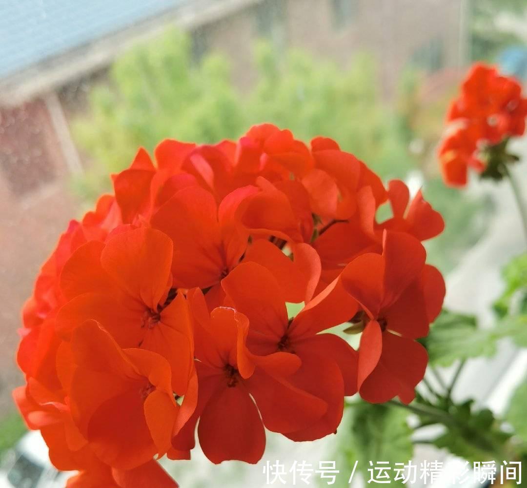 虎刺梅|有2种花,非常皮实好养漂亮,没有虫害、一直开花、花期超长