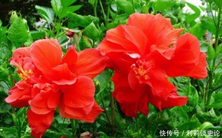 适合养在阳台的4种花，好养又漂亮，花期特别长