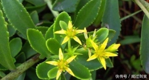 补充|最有营养的3种食物，补充营养、改善体质，有益健康