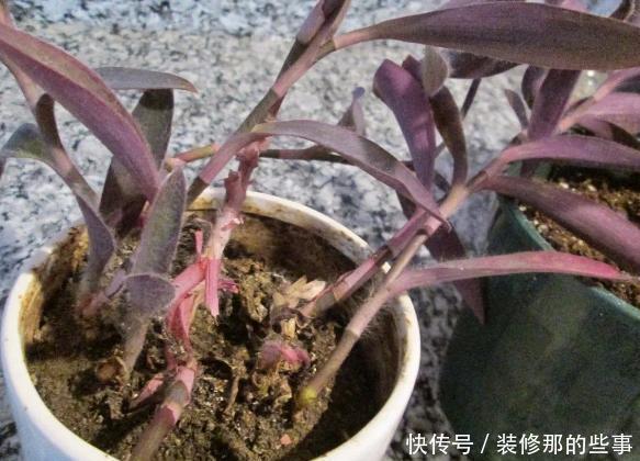 如何给盆栽植物松土