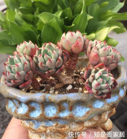 秋天养盆娜娜小勾，不用砍头也能群生，叶尖红红真迷人