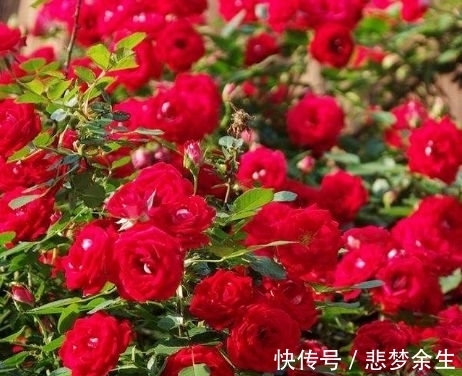 农历十一月大雪过后，养什么花？家里养3种花，一帆风顺平安幸福