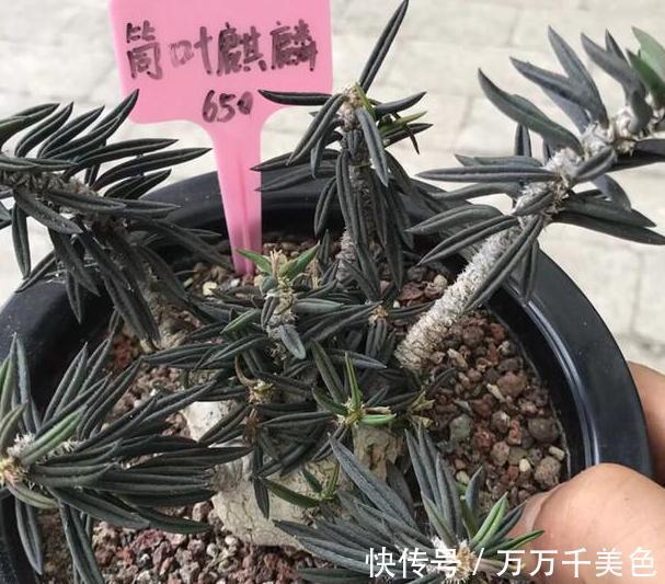 多肉养不好的原因之一,多数的分不清夏型种和冬型种多