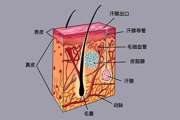 你不知道的人体小秘密——汗腺