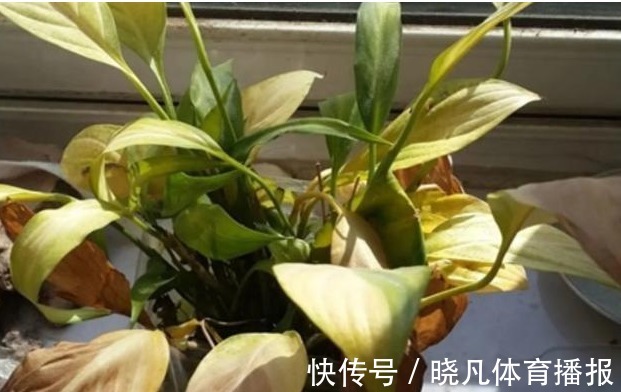 养花|喜欢养花，先戒掉7个坏习惯，不然啥花也养不好，你占了几个？