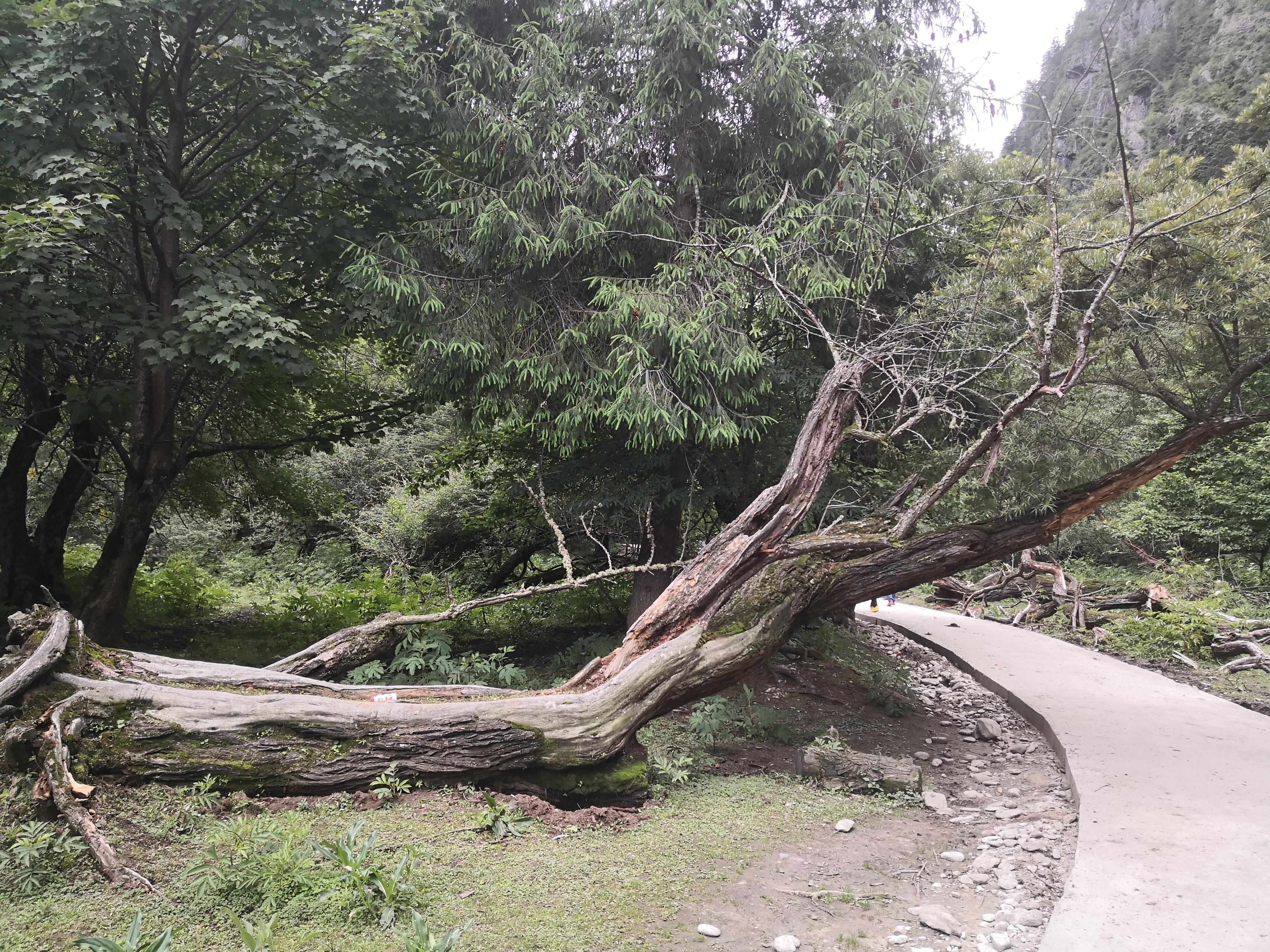 西当|#北京现代第七代伊兰特#不去天堂，就去雨崩