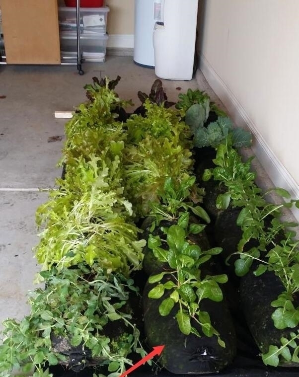 纱布袋|都是自家种菜,邻居大叔直接用纱布袋几十天一丰收,多的还能拿去卖