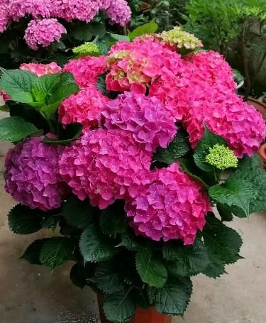 养花不在多，阳台种一棵“玫红妈妈”，花大色艳，开花满阳台