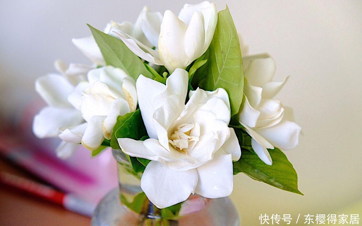  养花妙用醋，改善土质叶片绿油油，这4种花爱吃醋