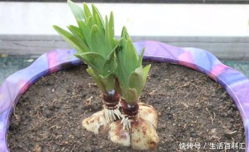 4种盆栽花卉,再好看也别买,养不活给自己“找麻烦”!