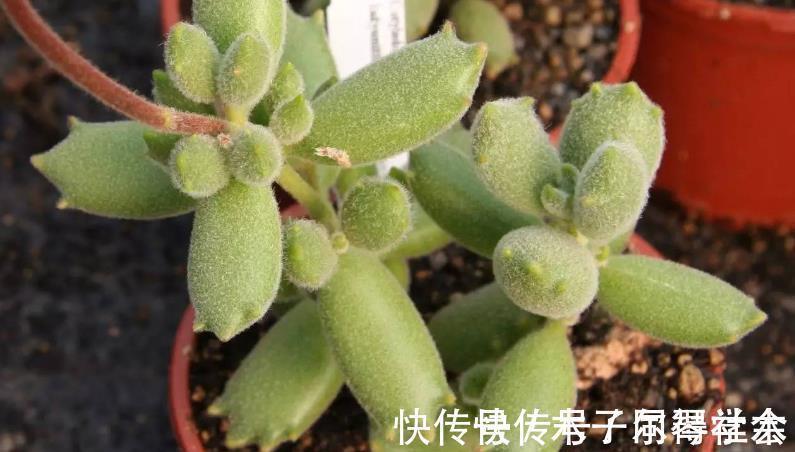 地方|多肉植物熊童子没精神，早点检查下这3地方，可能马上找到元凶
