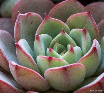 家养多肉有讲究,养花高手给出三个建议,养出老桩太轻松