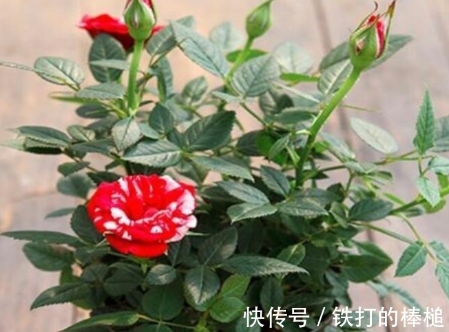 冬天就养这些开花植物,养护的好整个冬天花开不断