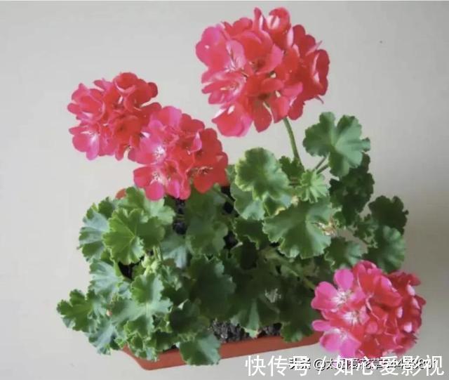 角堇|冬天要懒养的8种花,懒一点浇水开花多
