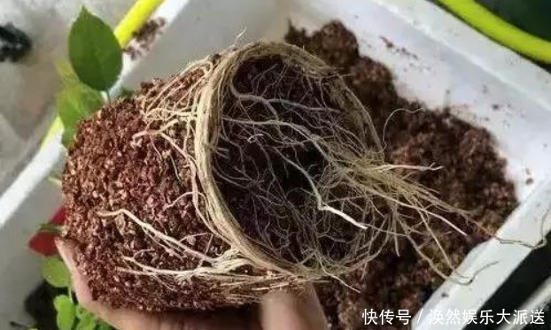 花店|花店买回来的插花不要丢，只要简单的几步，鲜花就能生根