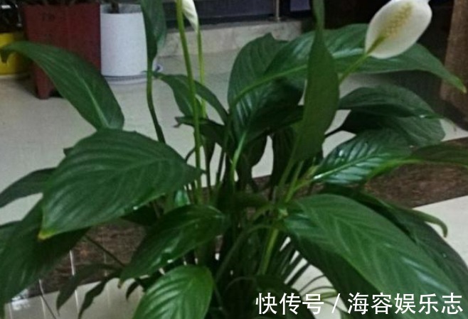 旺夫又旺子的“吉祥花”,财运滚滚来,懂事的家人都会多养几盆!