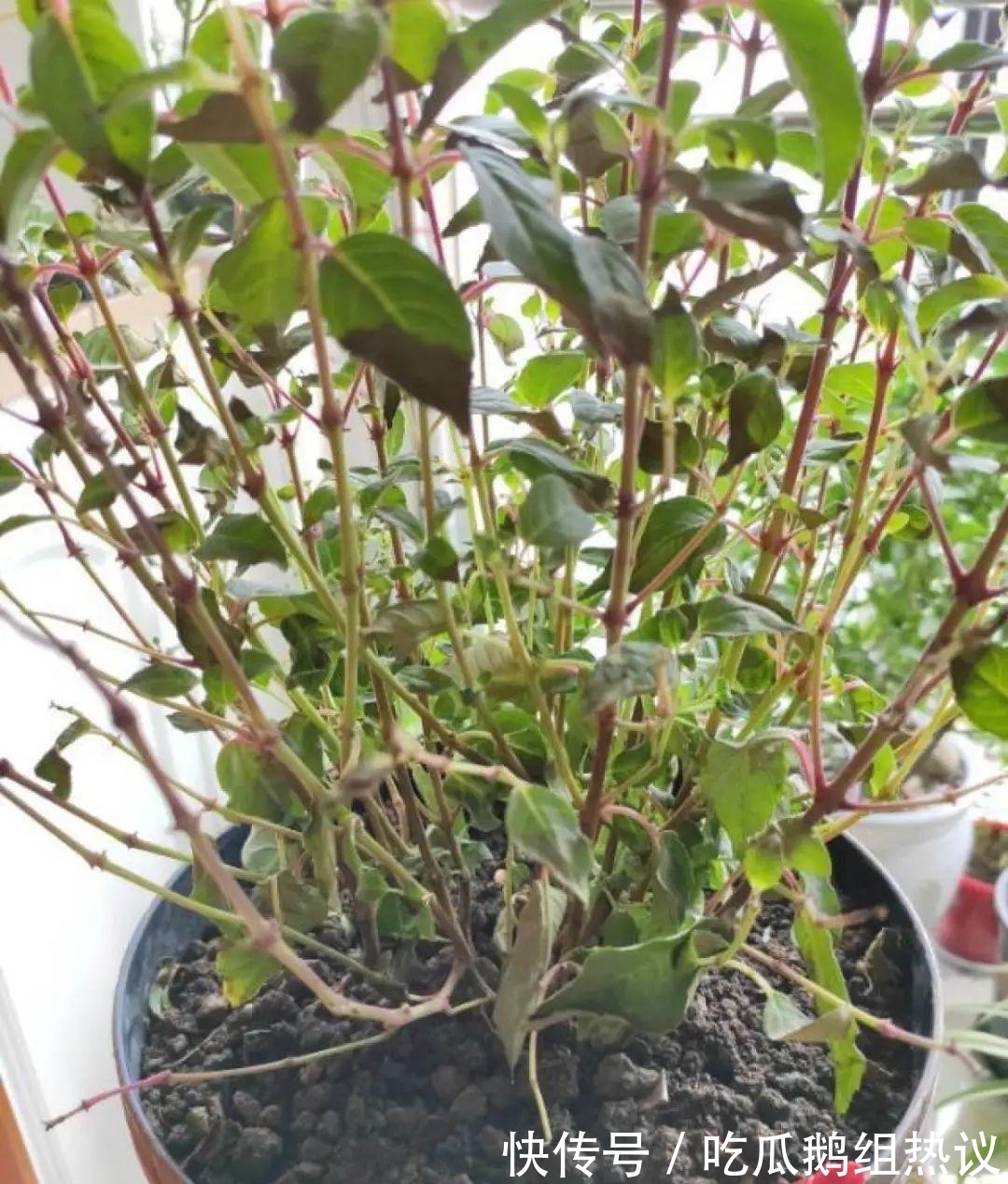 种花|9种花，夏天休眠了，一定少浇水，否则越浇越死