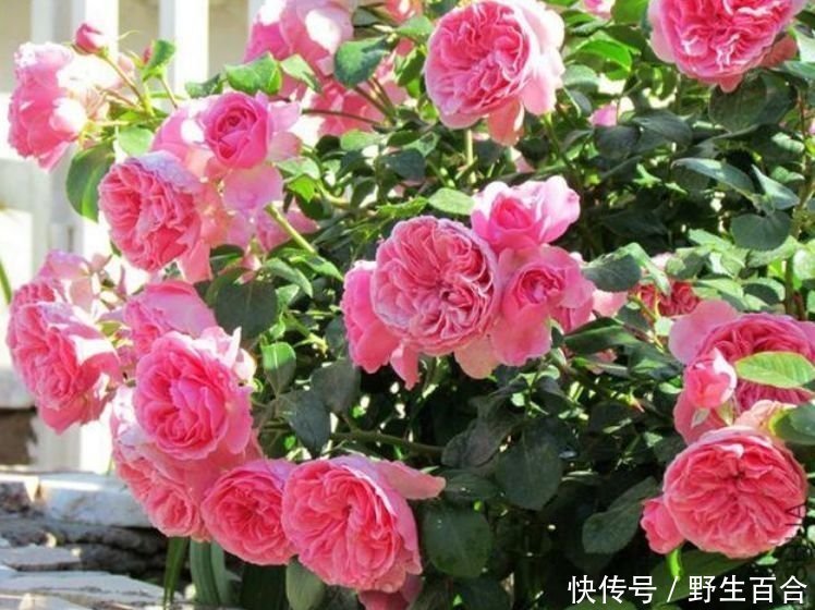 几种花堪称开花机器,365天都在开花,赏心悦目,你喜欢哪一种?