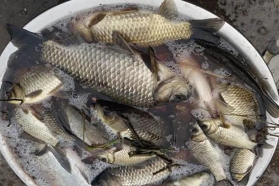 气温低,传统钓根本不管用?二十年老司机倾囊相助,大板鲫特好钓