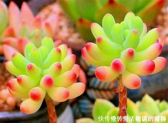 叶片|乙女心是多肉界的“奇葩”,养护方法与众不同,美起来玫瑰都失色!