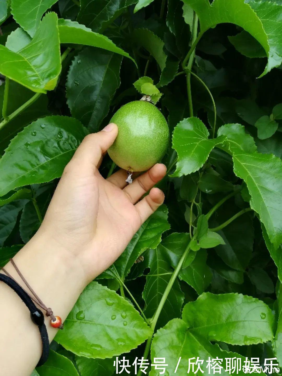 花花|大粗杆插土里，7天生根，当年结果压弯枝，不用买水果了！