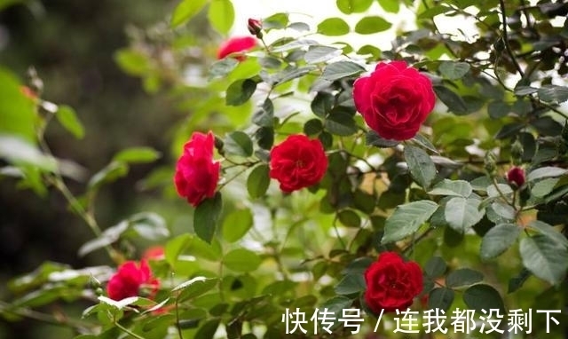 姻缘|未来一周真爱降临的生肖