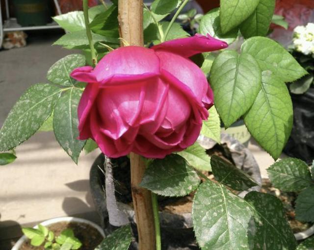 什么“养花肥”,都不如“它”,腐熟后浇君子兰、月季,开出花!